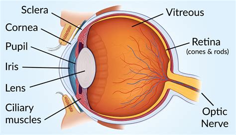 Human Eye Diagram Explanation - Printable Templates Free