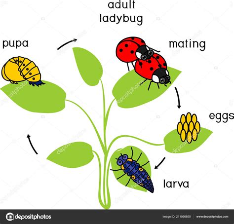 Life Cycle Ladybug Sequence Stages Development Ladybug Egg Adult Insect ...