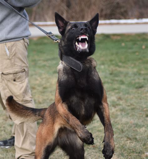 Fendi, a Female Belgian Malinois during training. www ...