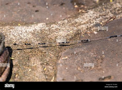 Cane Toad eggs Stock Photo - Alamy