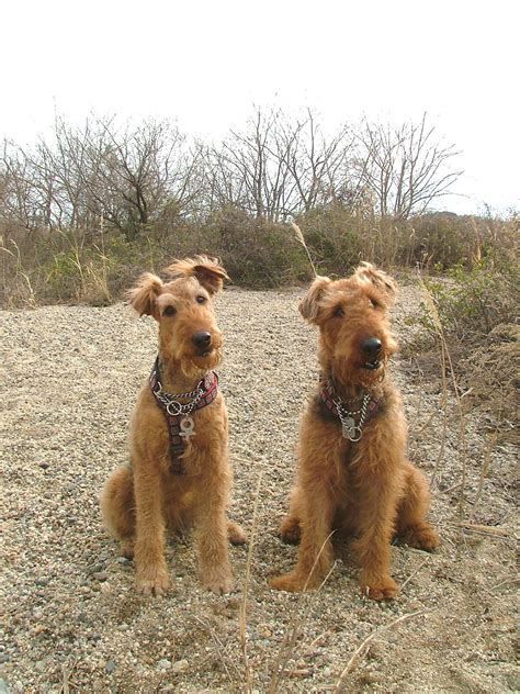 Mini Airedale Terrier Poodle Mix - Pets Lovers