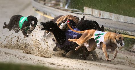 Is Greyhound Racing Legal