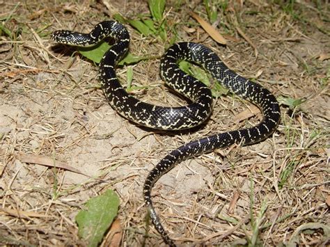 Eastern Black Kingsnake | Brad Glorioso’s Personal Website Amphibians ...