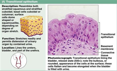 Transitional Epithelium | Introduction, Types & Function