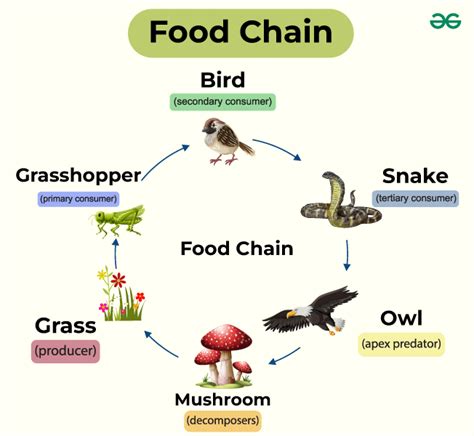 Food Chain: Definition, Types, Examples, FAQs