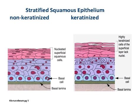 Histology Introduction Epithelial Tissue J Matthew Velkey matt