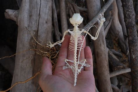 Baphomet - Articulated Sugar Glider Skeleton – Freyja's Forest