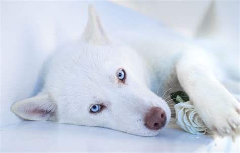 White Husky Wallpapers - Wallpaper Cave