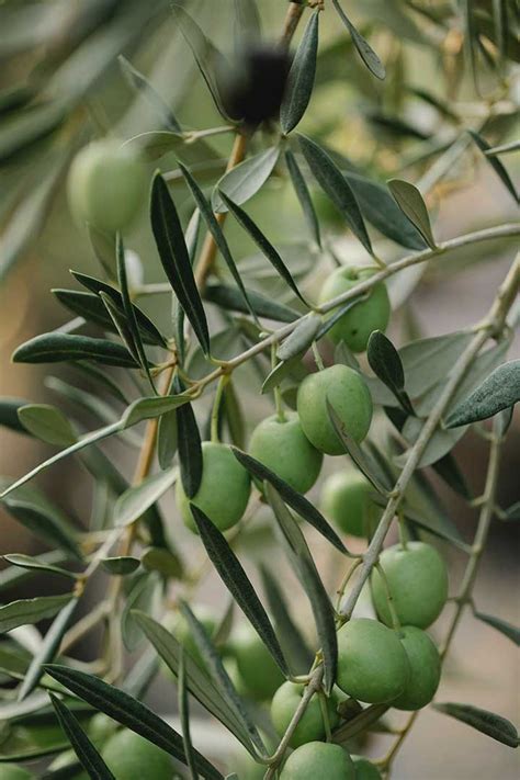 11 Reasons Why Your Olive Tree Leaves Are Curling (And Solutions ...