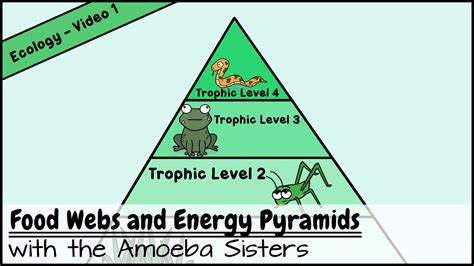 😊 Ecological energy pyramid worksheet. Energy Pyramids Worksheets. 2019 ...