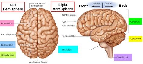 Brain Parts And Functions, Brain Anatomy And Function, Human Brain ...