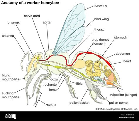 Anatomy of a worker honeybee Stock Photo - Alamy