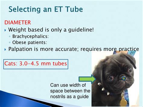 How To Choose Et Tube Size Dog at Paul Robinette blog