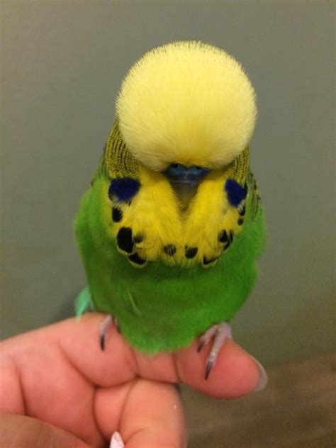 Piccolo, the English Budgie | Pet birds, Budgies bird, Cute birds