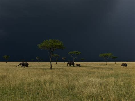 elephants serengeti nichols