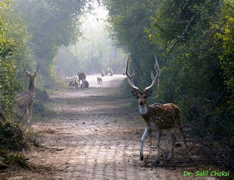 Bharatpur Bird Sanctuary