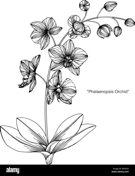 Orchid flower drawing illustration. Black and white with line art on ...