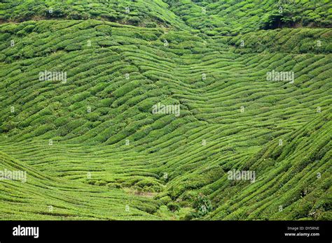 cameron highlands tea plantation Stock Photo - Alamy