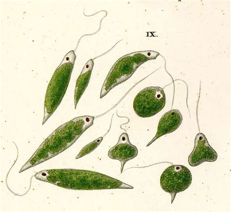 25 Photoautotrophs Examples: Detailed Explanations And Images – Lambda ...