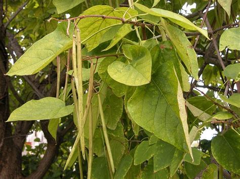 Catalpa speciosa (Cigar Tree, Northern Catalpa, Western Catalpa ...