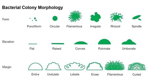 Pin on Microbiology Notes