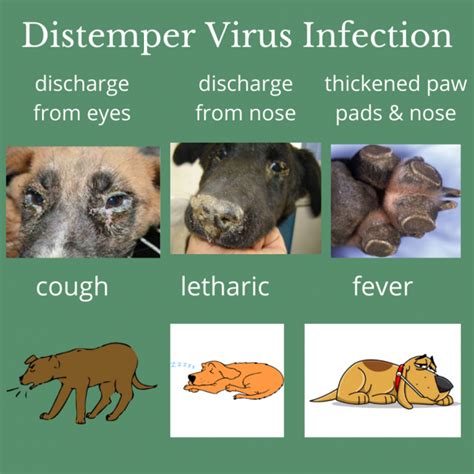 How To Cure Canine Distemper - Aimsnow7