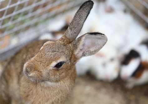 304 Rabbit Warren Stock Photos - Free & Royalty-Free Stock Photos from ...