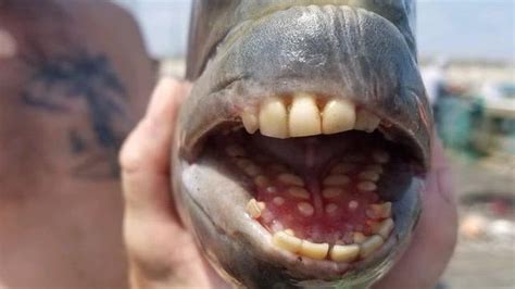 Sheepshead fish: Fish with human-like teeth caught in the US: All you ...