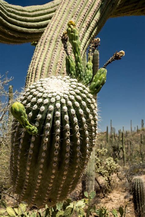 Close Up Saguaro Cactus Flower Stock Image - Image of park, fruit: 31397131