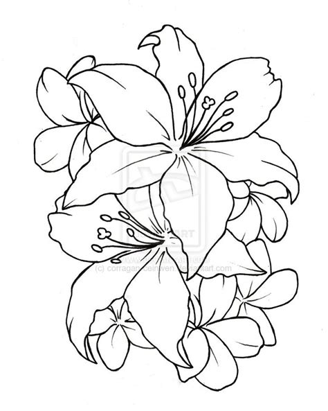 Lily Tattoo Drawing at GetDrawings | Free download