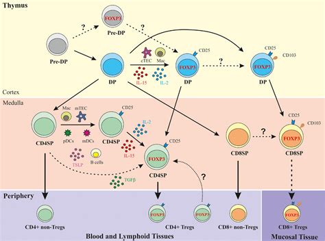 Frontiers | Regulatory T-Cell Development in the Human Thymus | Immunology