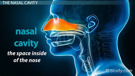 Inside The Human Nose