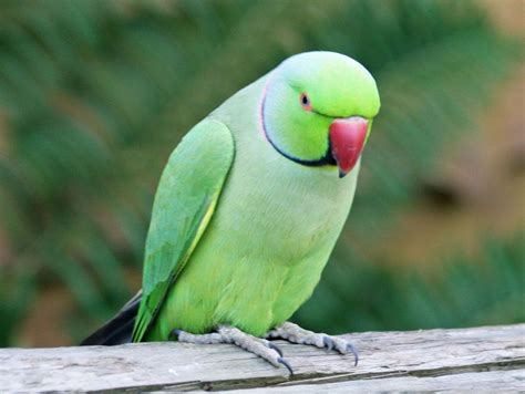 Indian Ringneck Parakeet on Wooden Branch