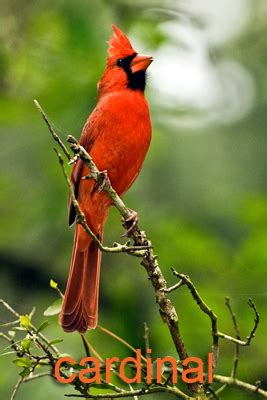 Northern Cardinal — Texas Parks & Wildlife Department