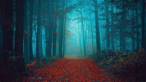 Walk in the misty forest on Behance