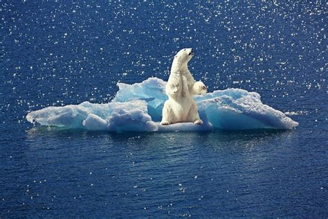 Polar Bear Iceberg Ice Floe North · Free photo on Pixabay