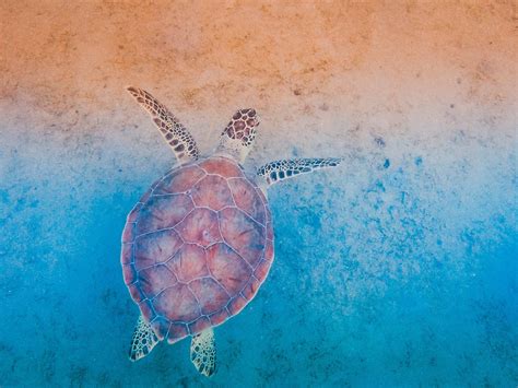 Sea Turtle Conservancy Website Redesign on Behance