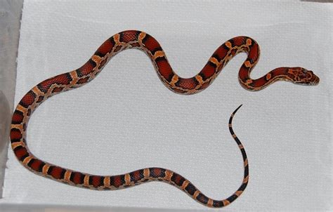 Beautiful red/brown, orange and black baby Corn Snake Red And Black ...