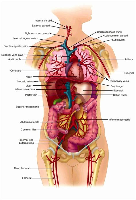 Human Body And Organs Diagram