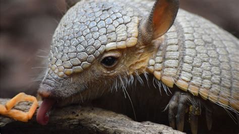 How to Get Rid of Armadillos? | Information and Facts - Pest Samurai