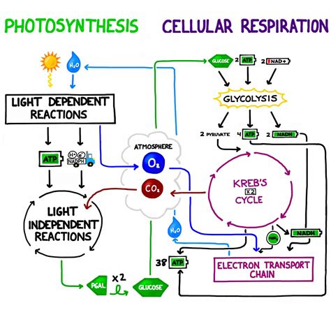 Cellular Respiration Steps And Location