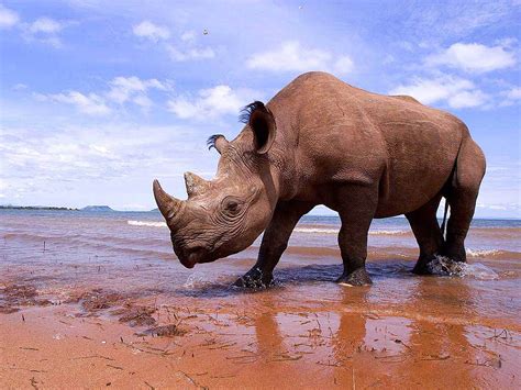 Rhinoceros Wallpaper - Animals Town