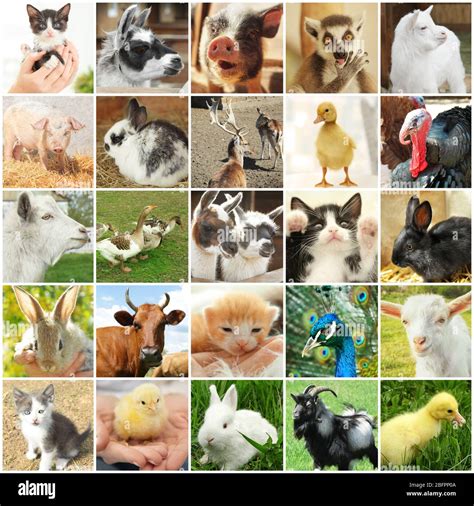 Collage with different cute animals Stock Photo - Alamy