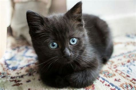 Little black kitty with blue eyes | Kittens cutest, Cats, Crazy cats