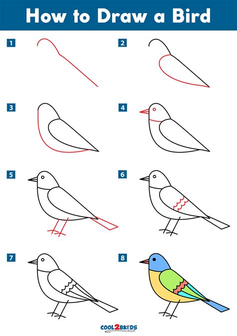 How to Draw a Bird - Cool2bKids