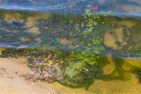 Green Algae in Water. Water Pollution. Ecological Problem Stock Photo ...