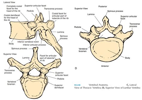 Characteristics of Vertebrae in Different Regions - Vertebral Column