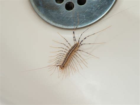 The 10 Most Disgusting House Bugs—and How to Get Rid of Them