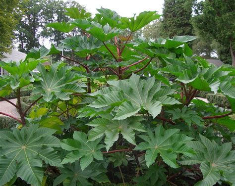 How to Grow Castor Oil Plant | Care and Growing Castor Beans