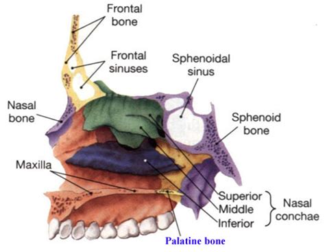 Palatine Bone